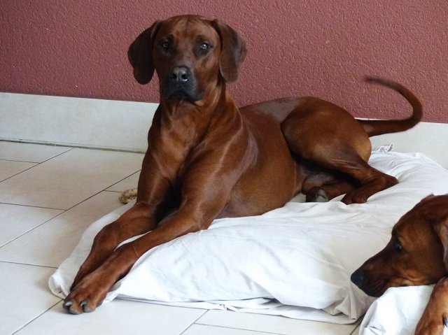 Milo